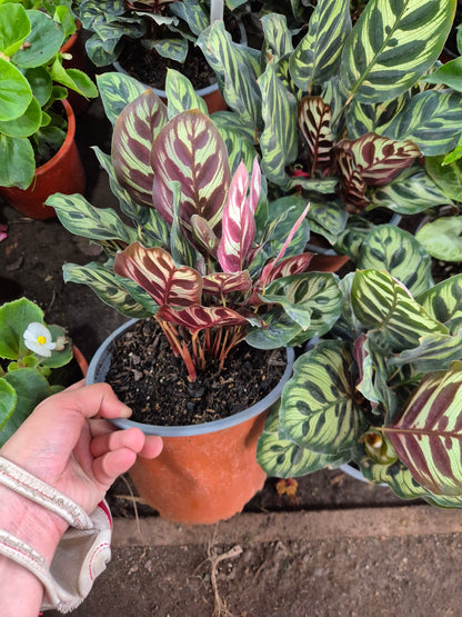 Calathea Makoyana