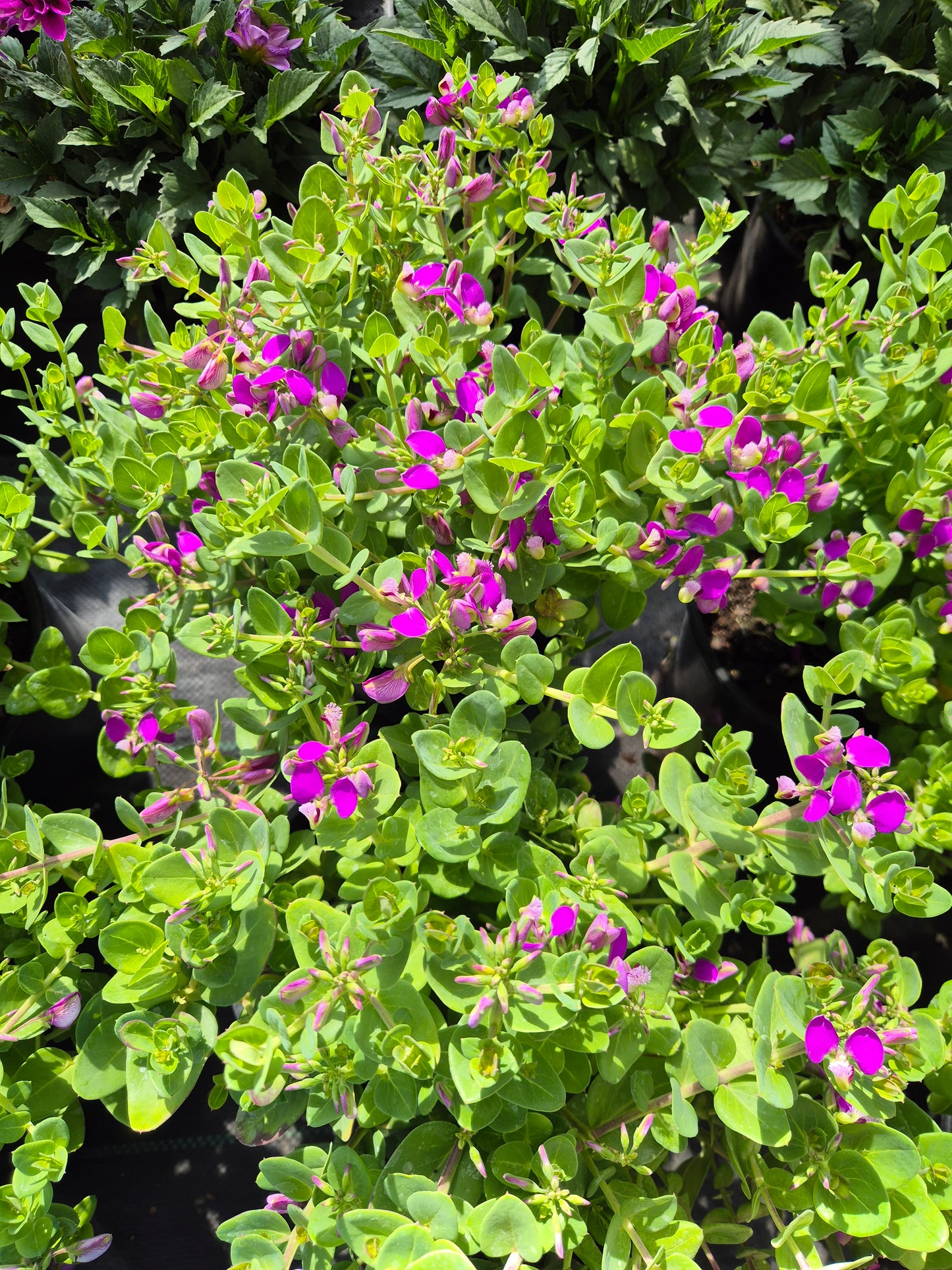 Polygala myrtifolia