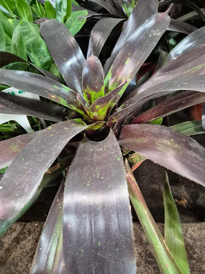 Bromelia burgundi grande