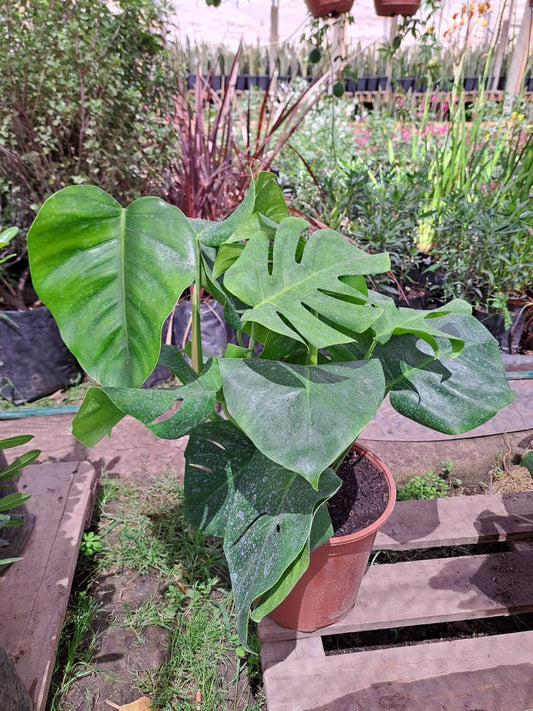 Monstera deliciosa XL
