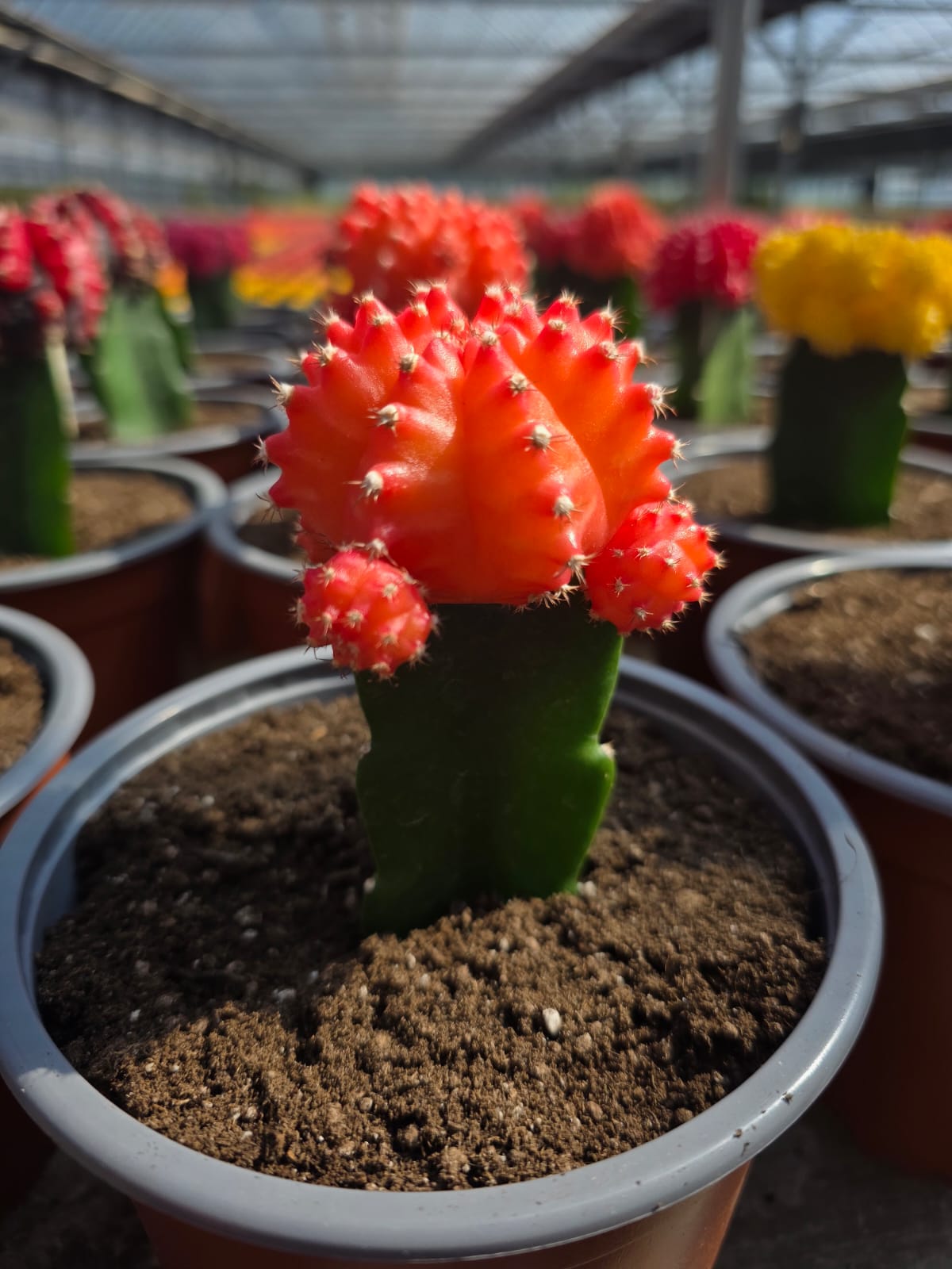 Cactus injertado colores