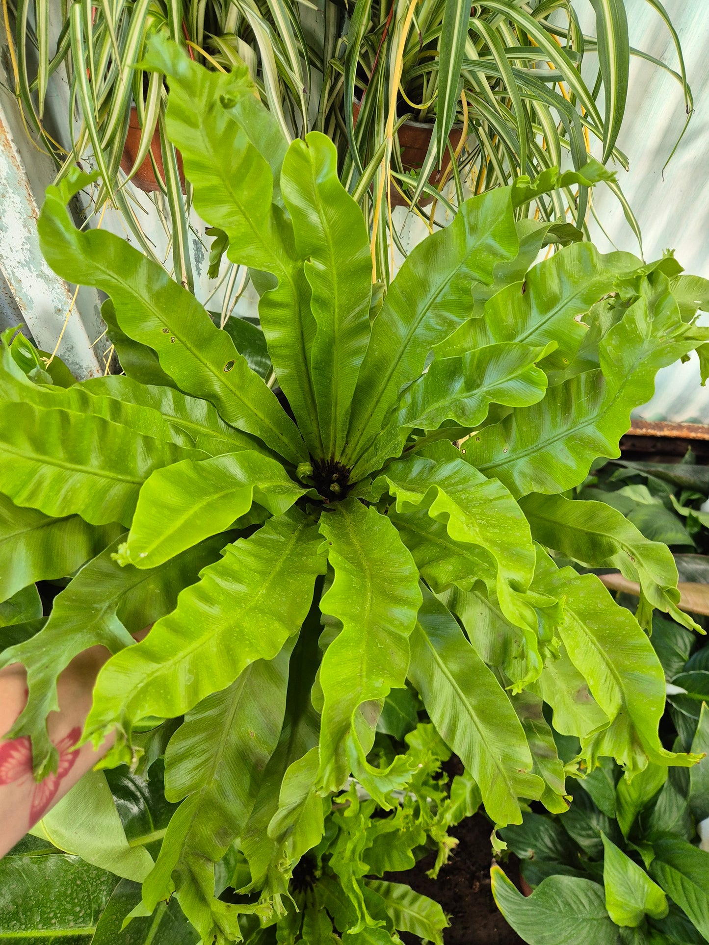 Helecho waves mediano