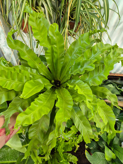 Helecho waves mediano