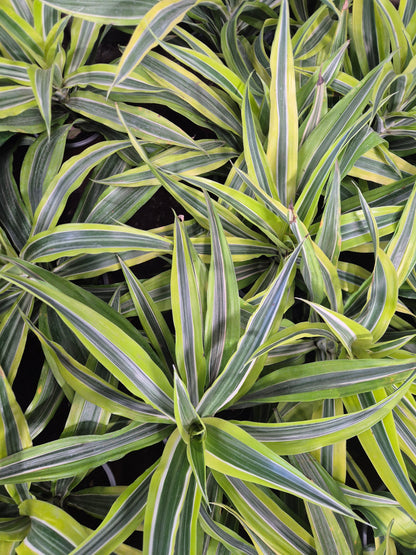 Dracena Lemon lime