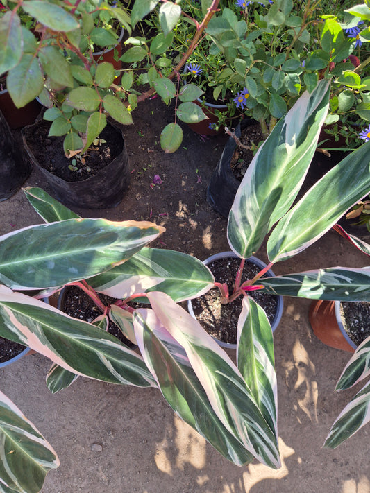 Calathea Triostar XL