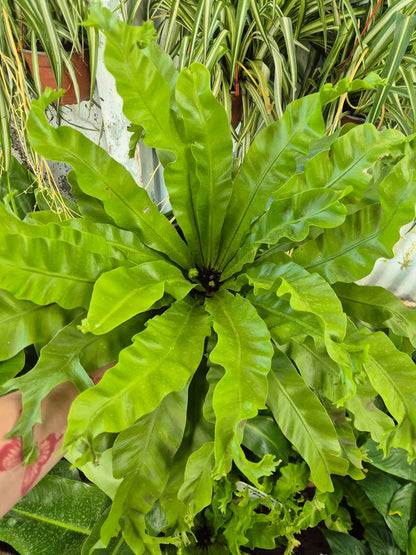 Helecho waves mediano