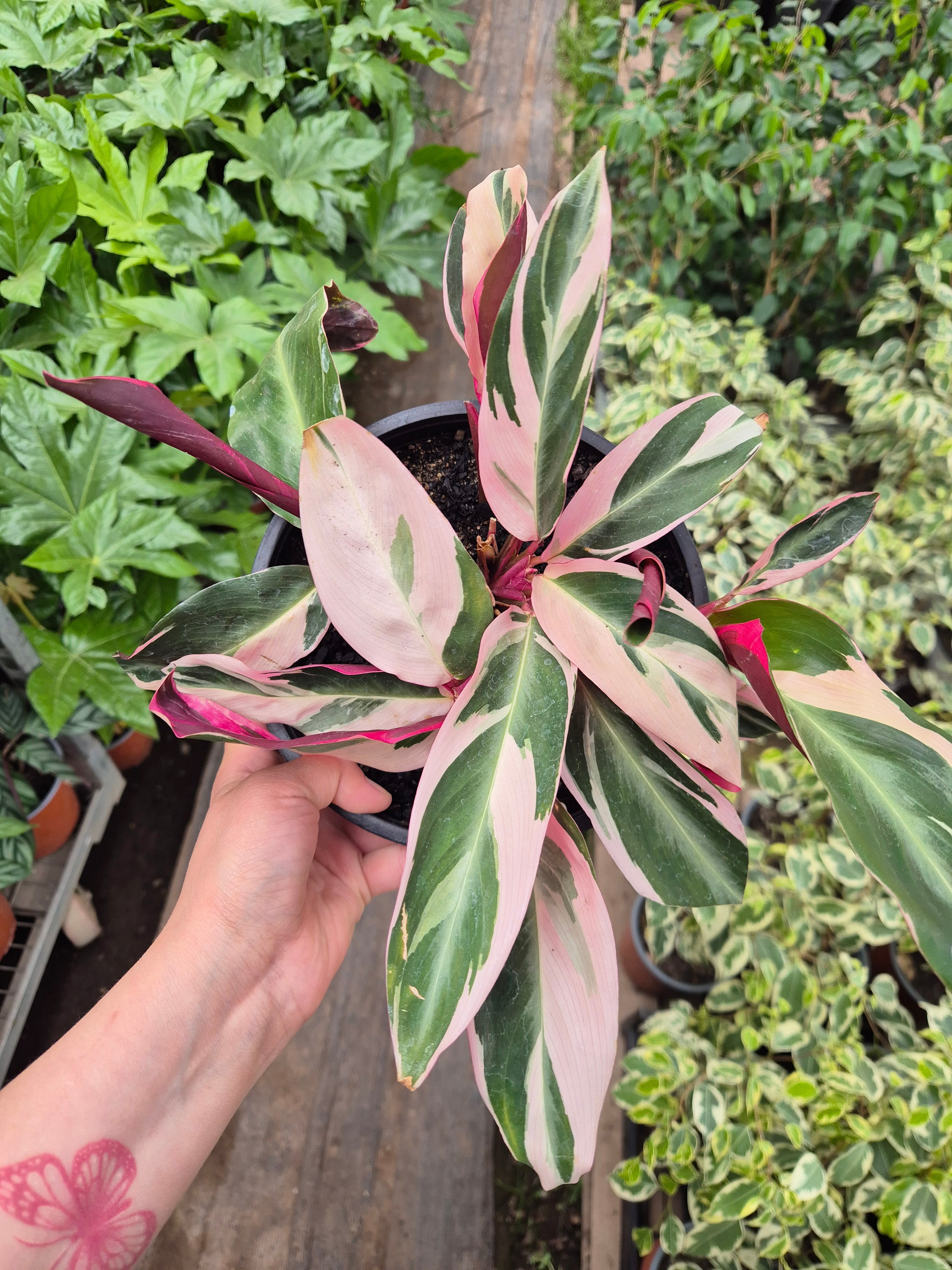 Calathea stromanthe Triostar