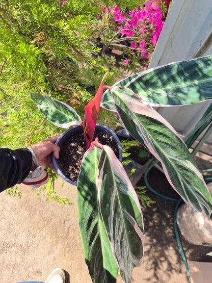 Calathea Triostar XL