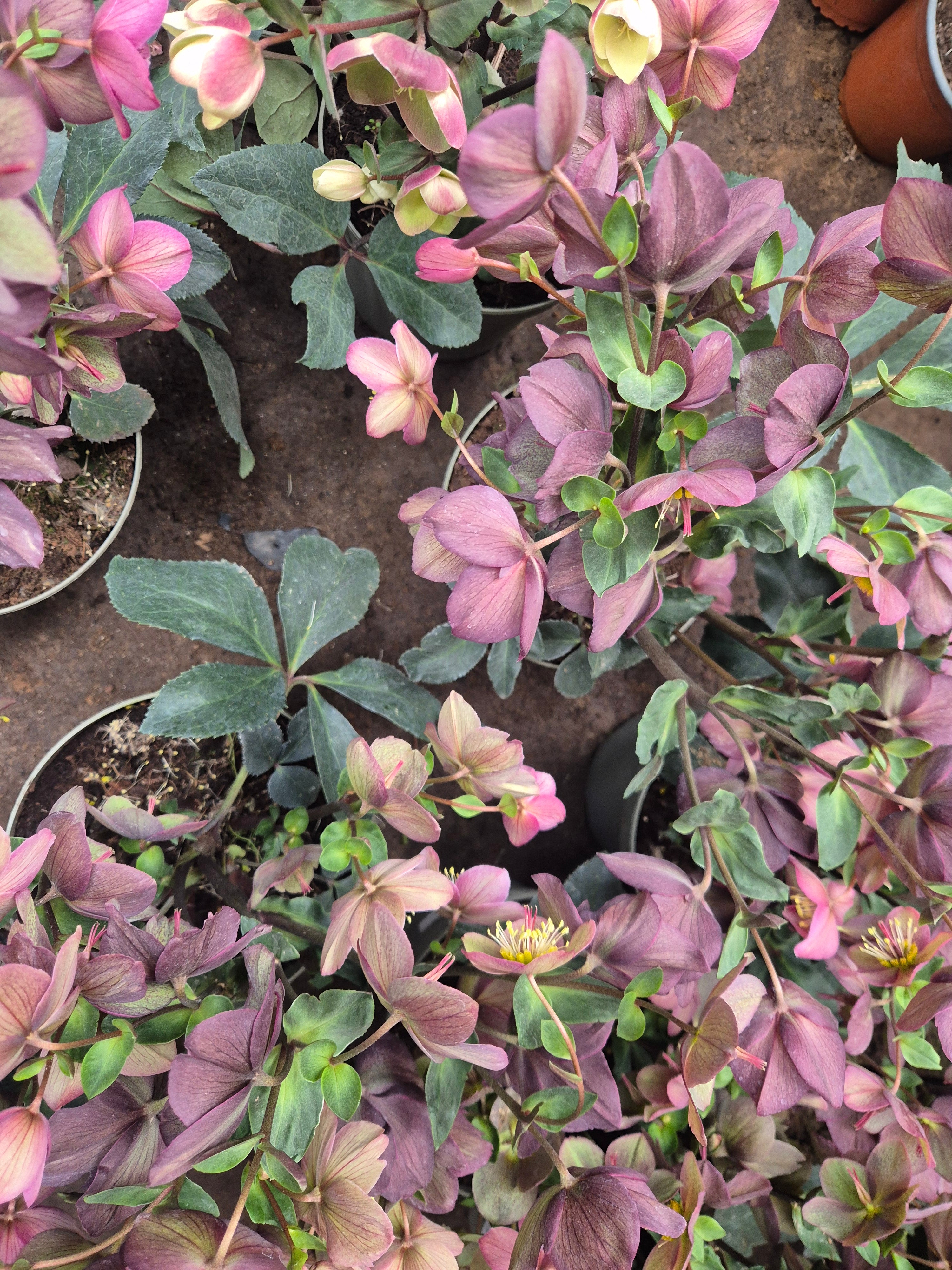 Helleborus - rosa de invierno grande