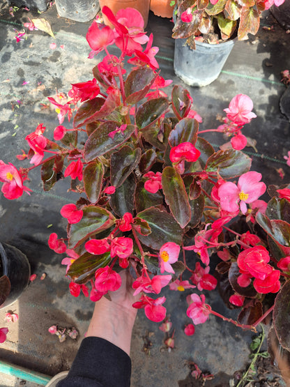 Begonia Dragon wing L