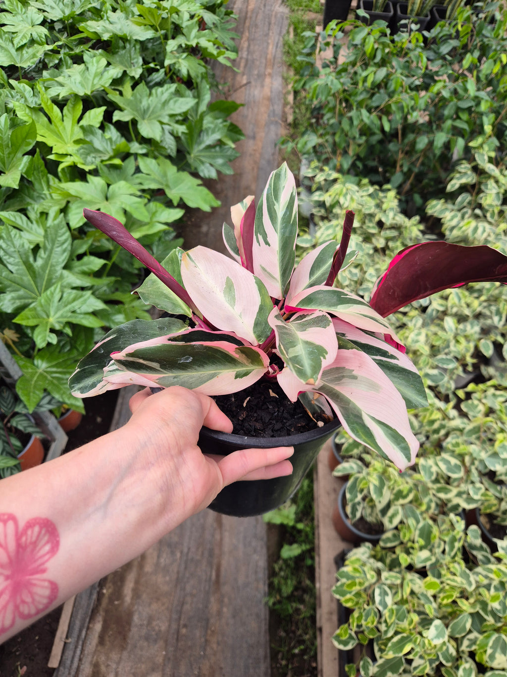 Calathea stromanthe Triostar