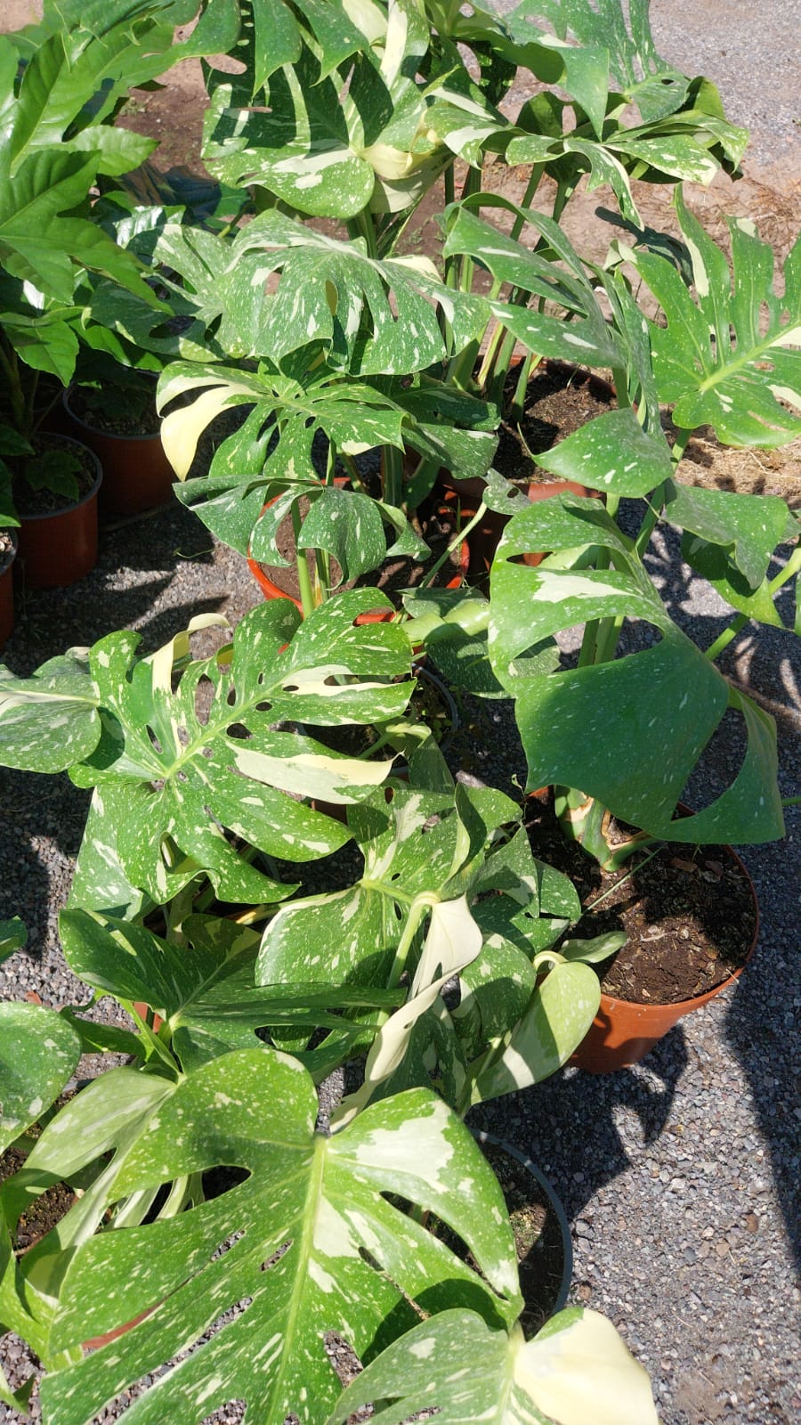 Monstera Thay constellation