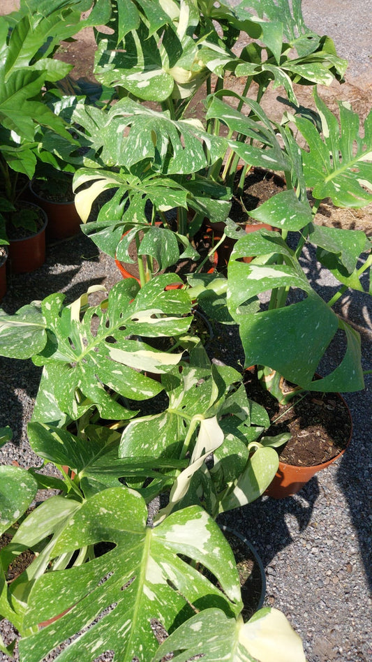 Monstera Thay constellation