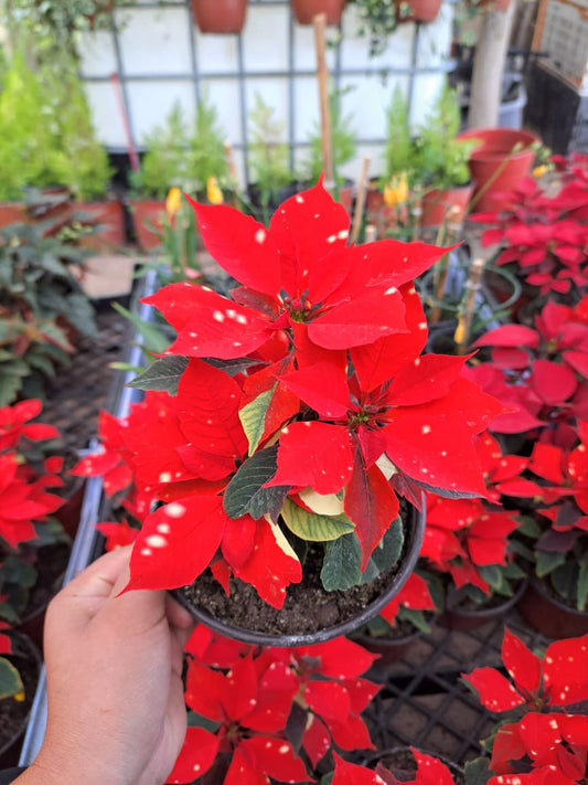 Corona del inca variegada