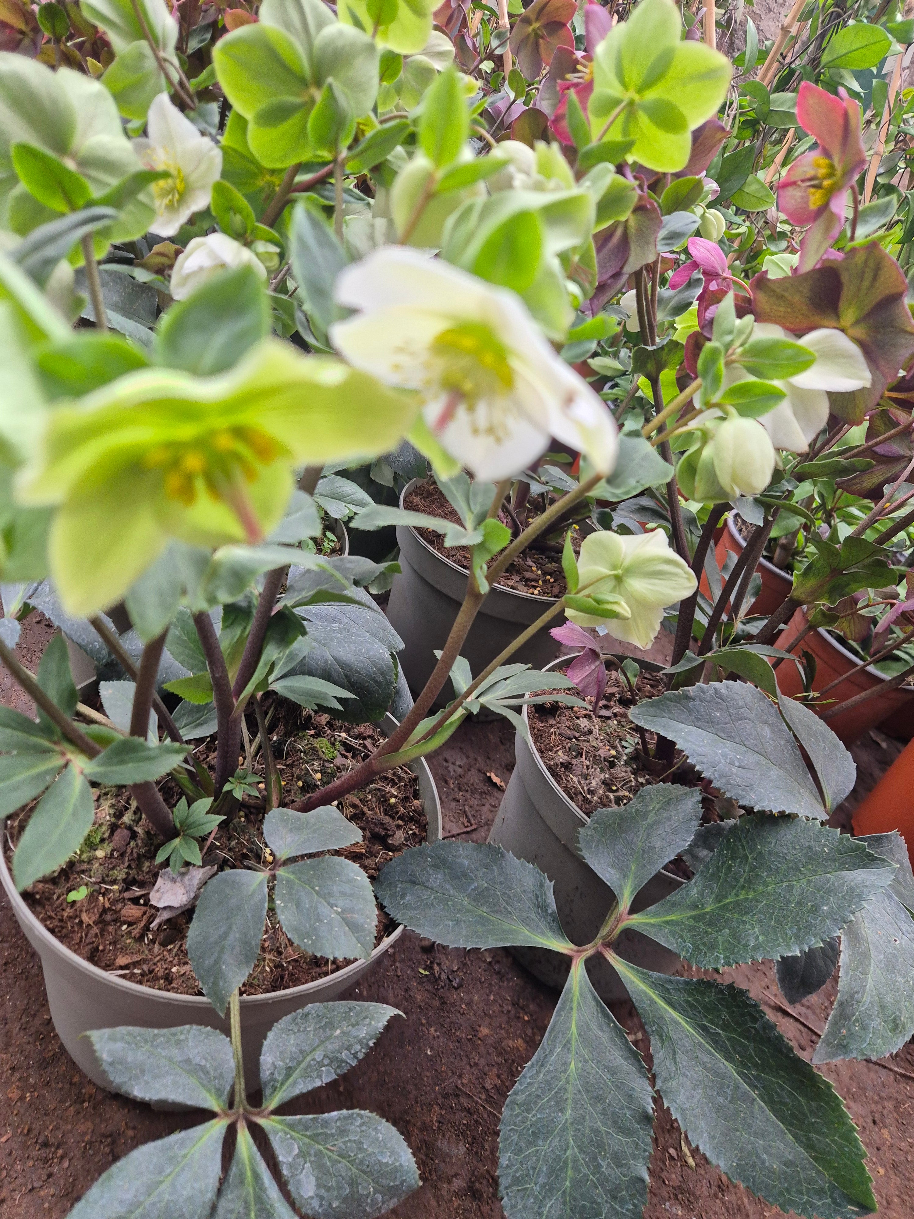 Helleborus - rosa de invierno grande