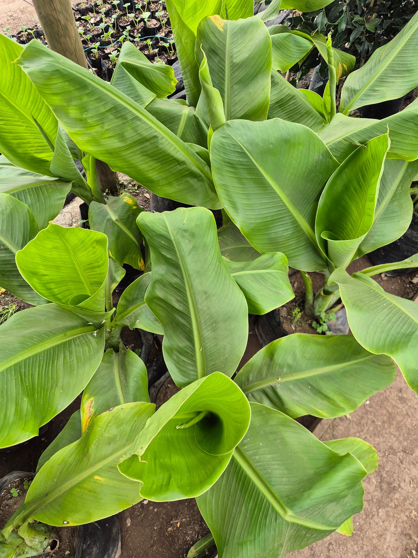 Musa bananera grande