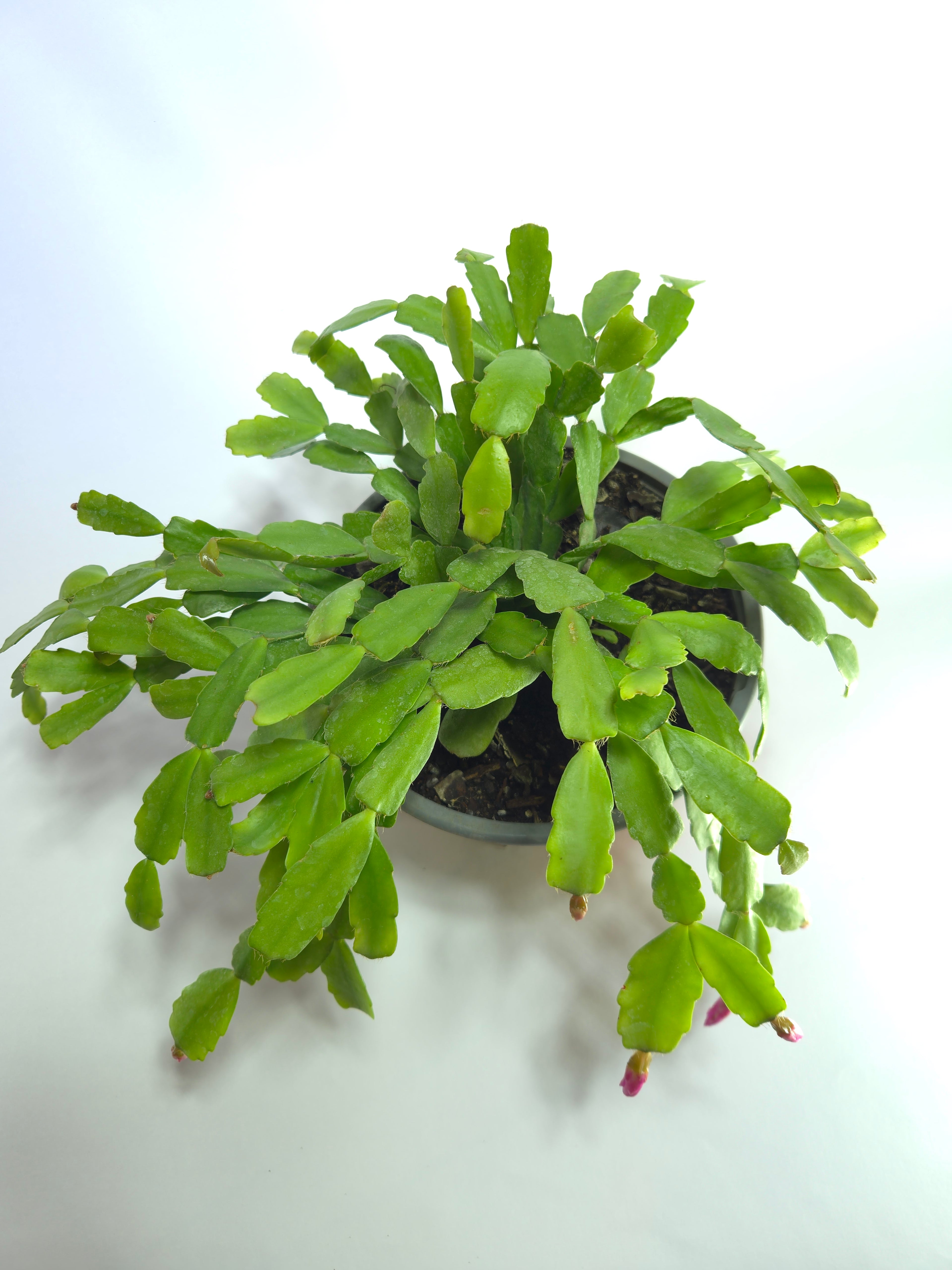 Pata de Jaiva (Schlumbergera)