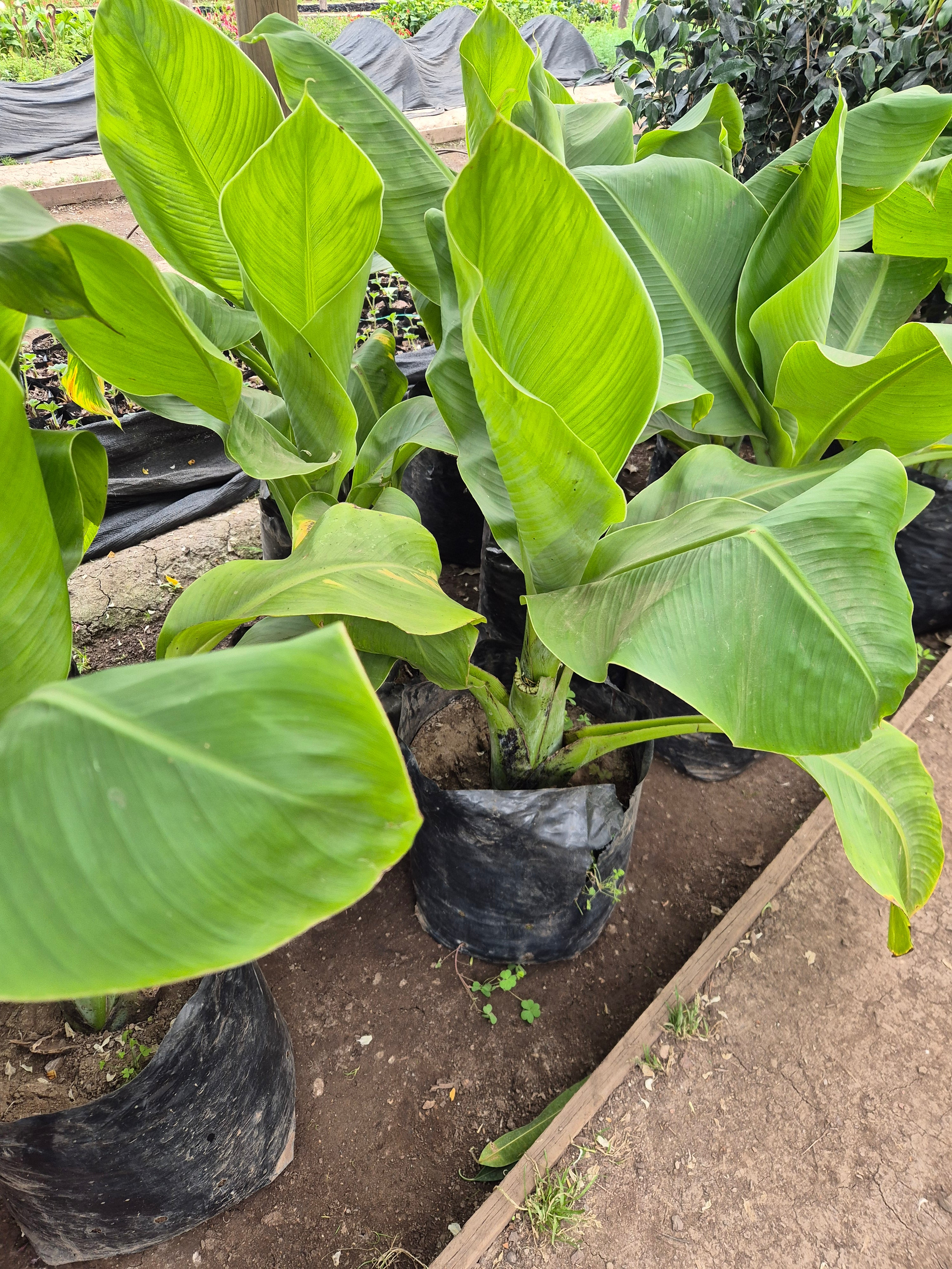 Musa bananera grande