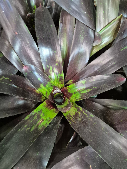 Bromelia burgundi grande