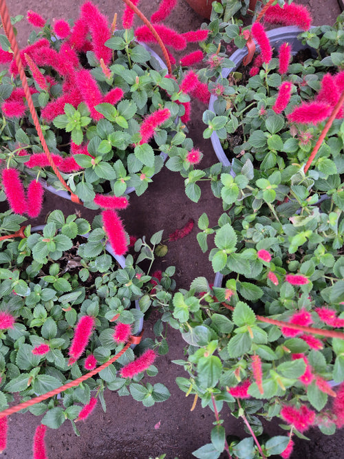 Acalypha hispida (cola de gato