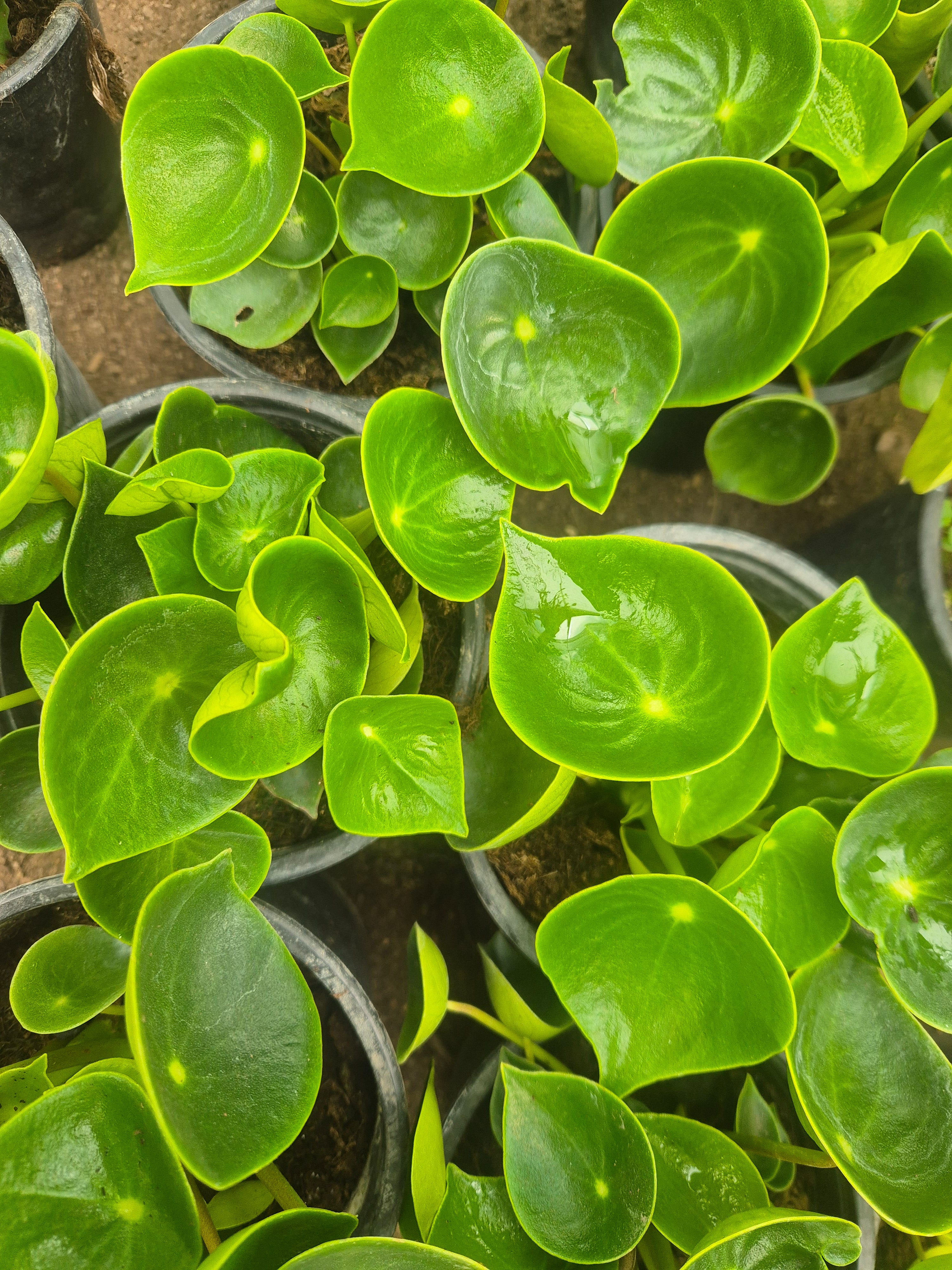 Peperomia cucharita