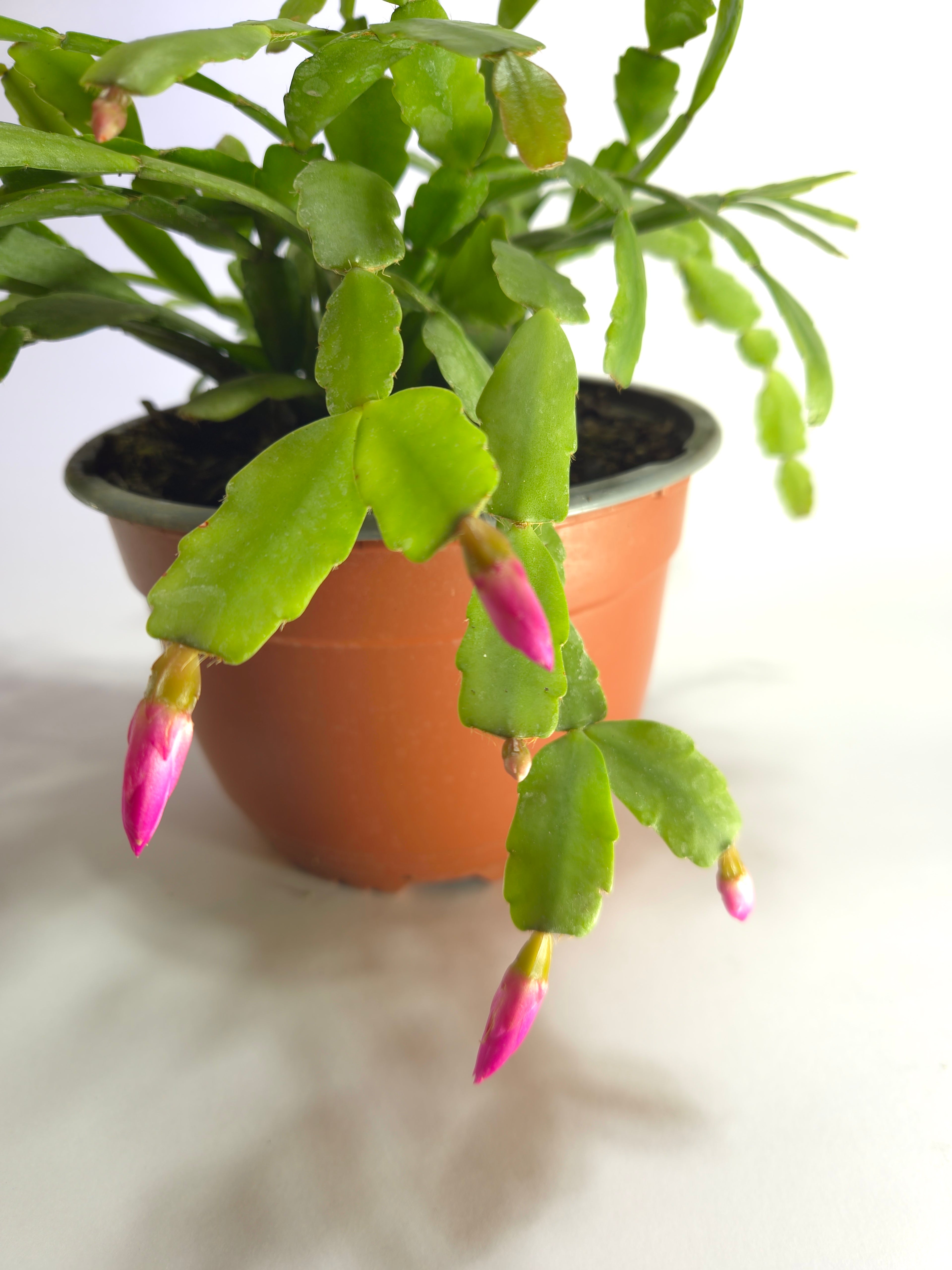 Pata de Jaiva (Schlumbergera)