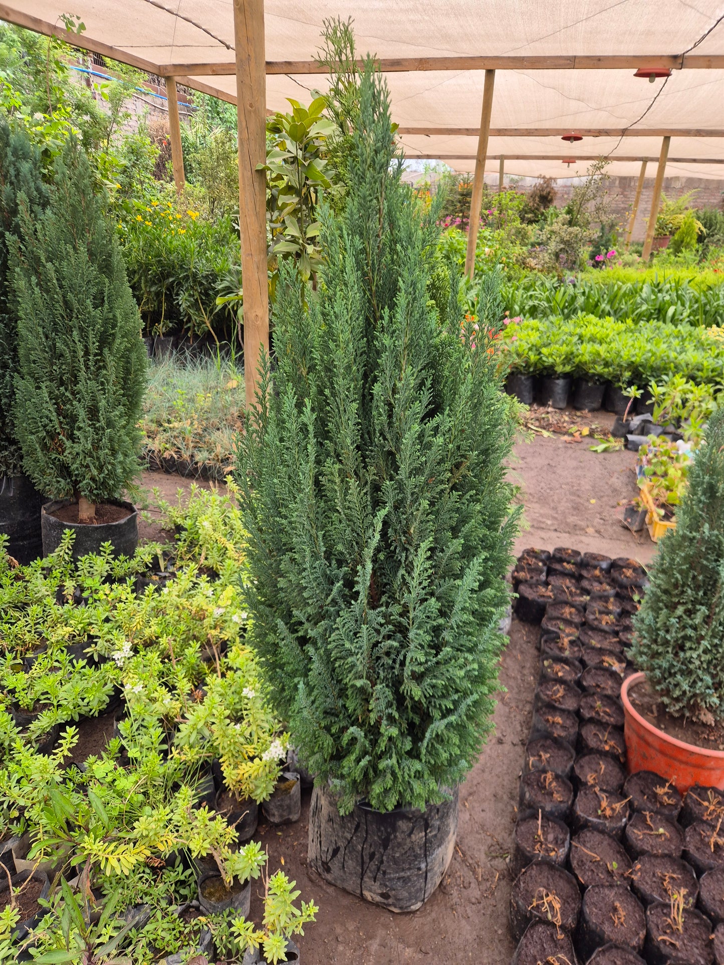 Pino elwoody 1.40 cm