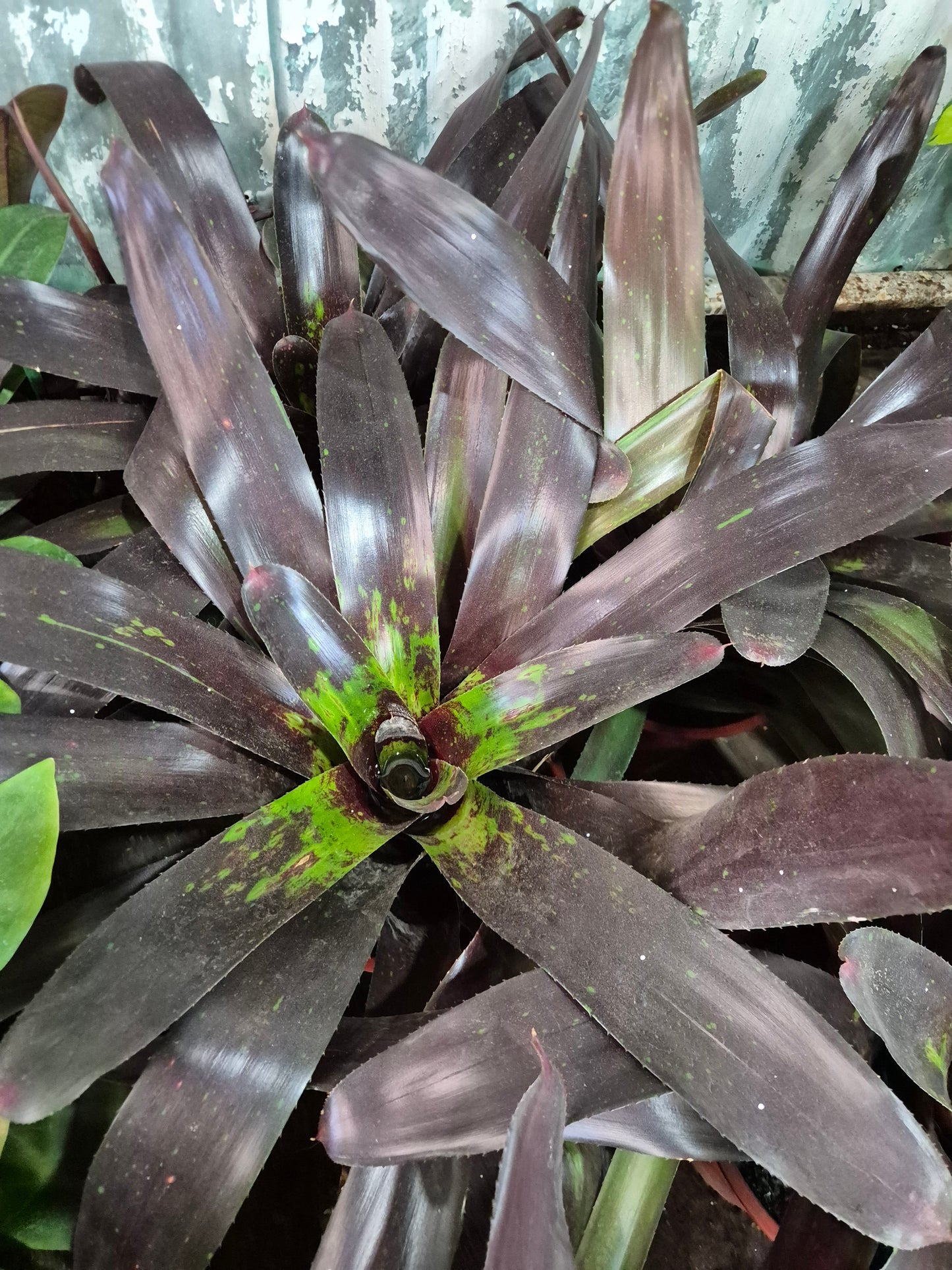 Bromelia burgundi grande