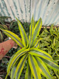 Dracena Lemon lime