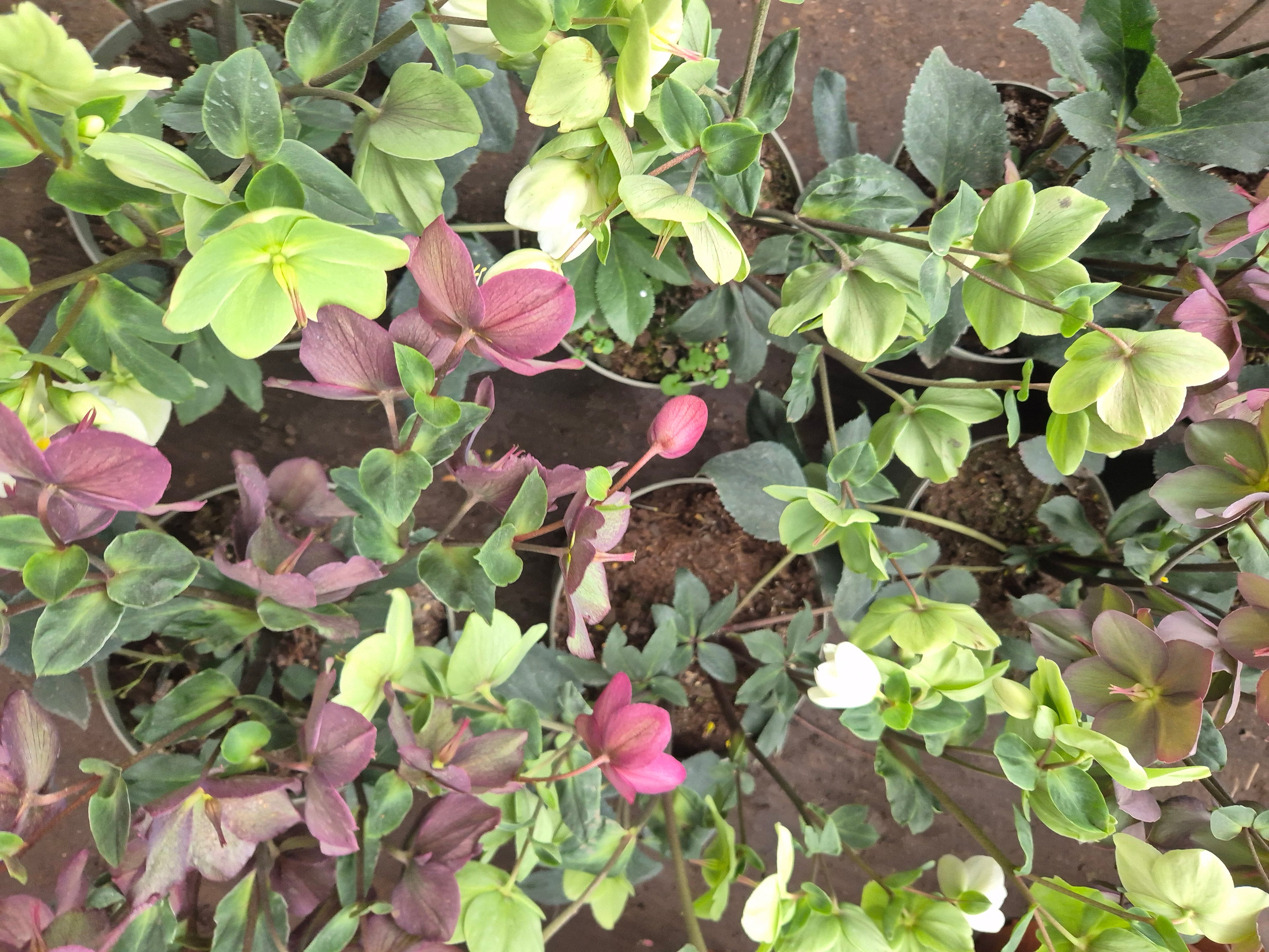 Helleborus - rosa de invierno grande