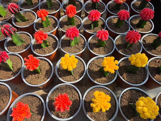 Cactus injertado colores