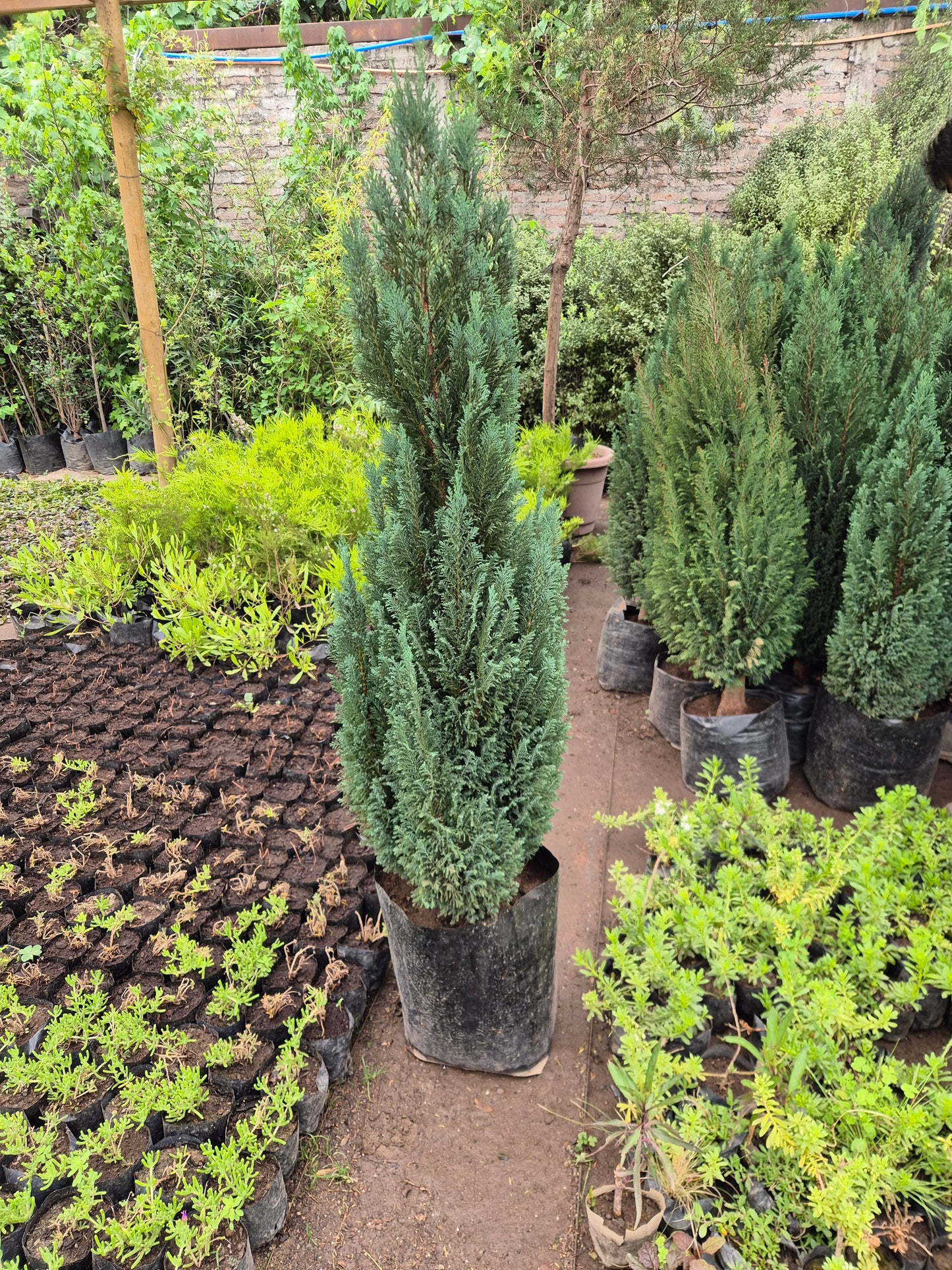 Pino elwoody 1.40 cm