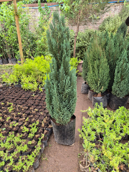 Pino elwoody 1.40 cm