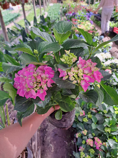 Hortensia colores