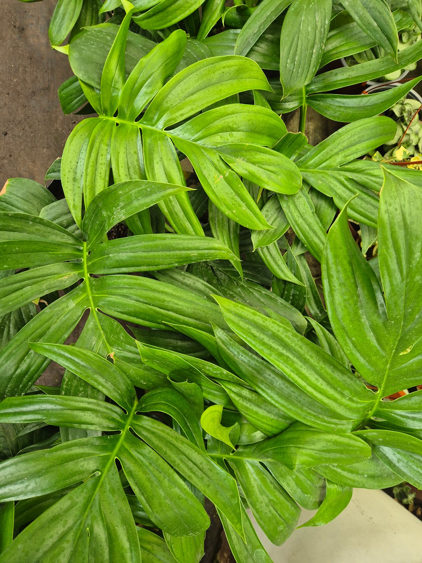 RHAPHIDOPHORA DECURSIVA