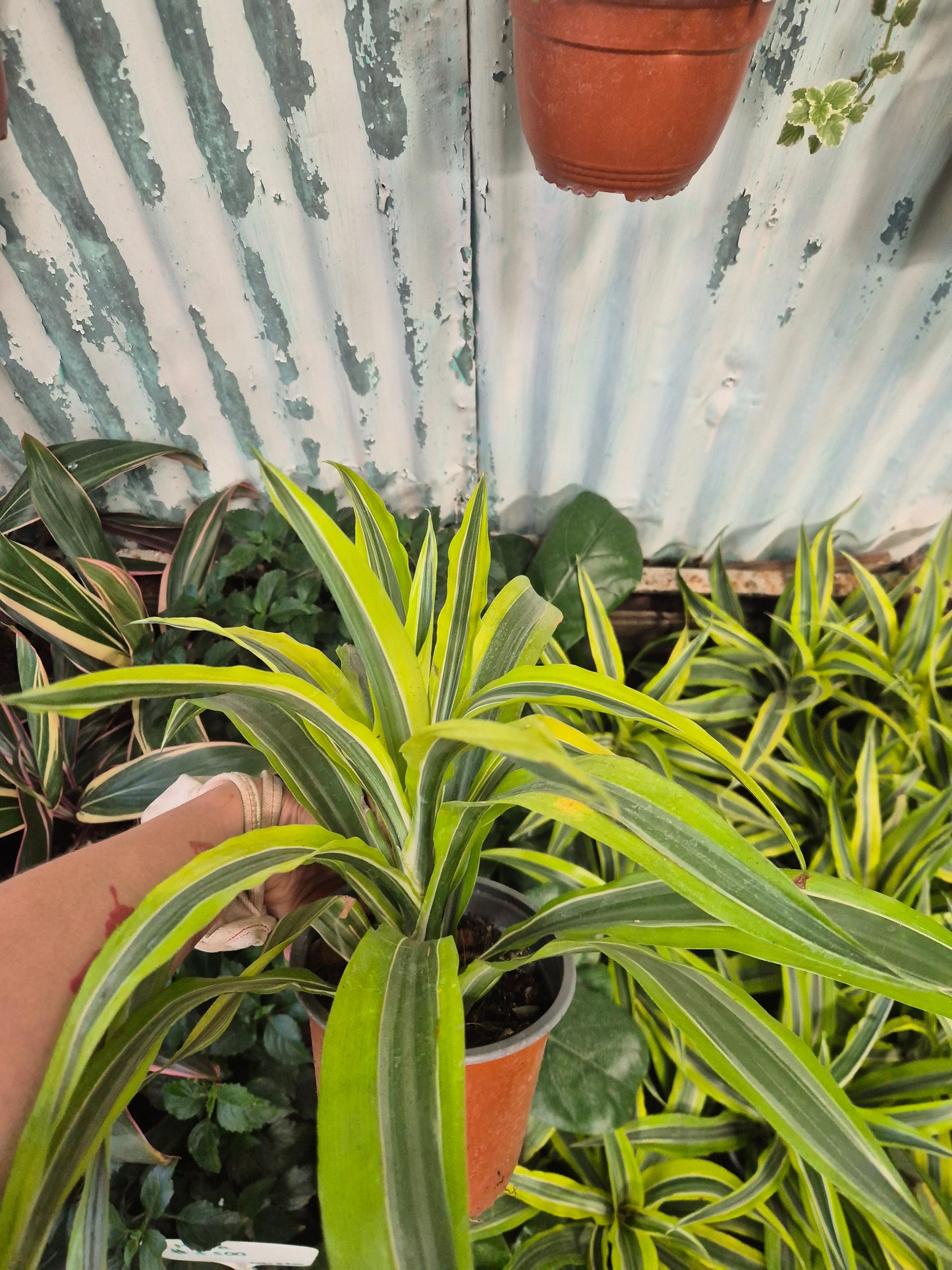 Dracena Lemon lime