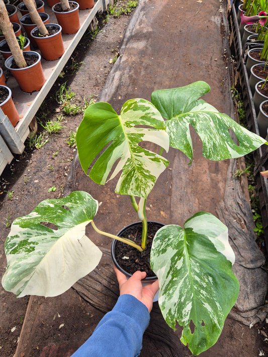 Monstera variegada