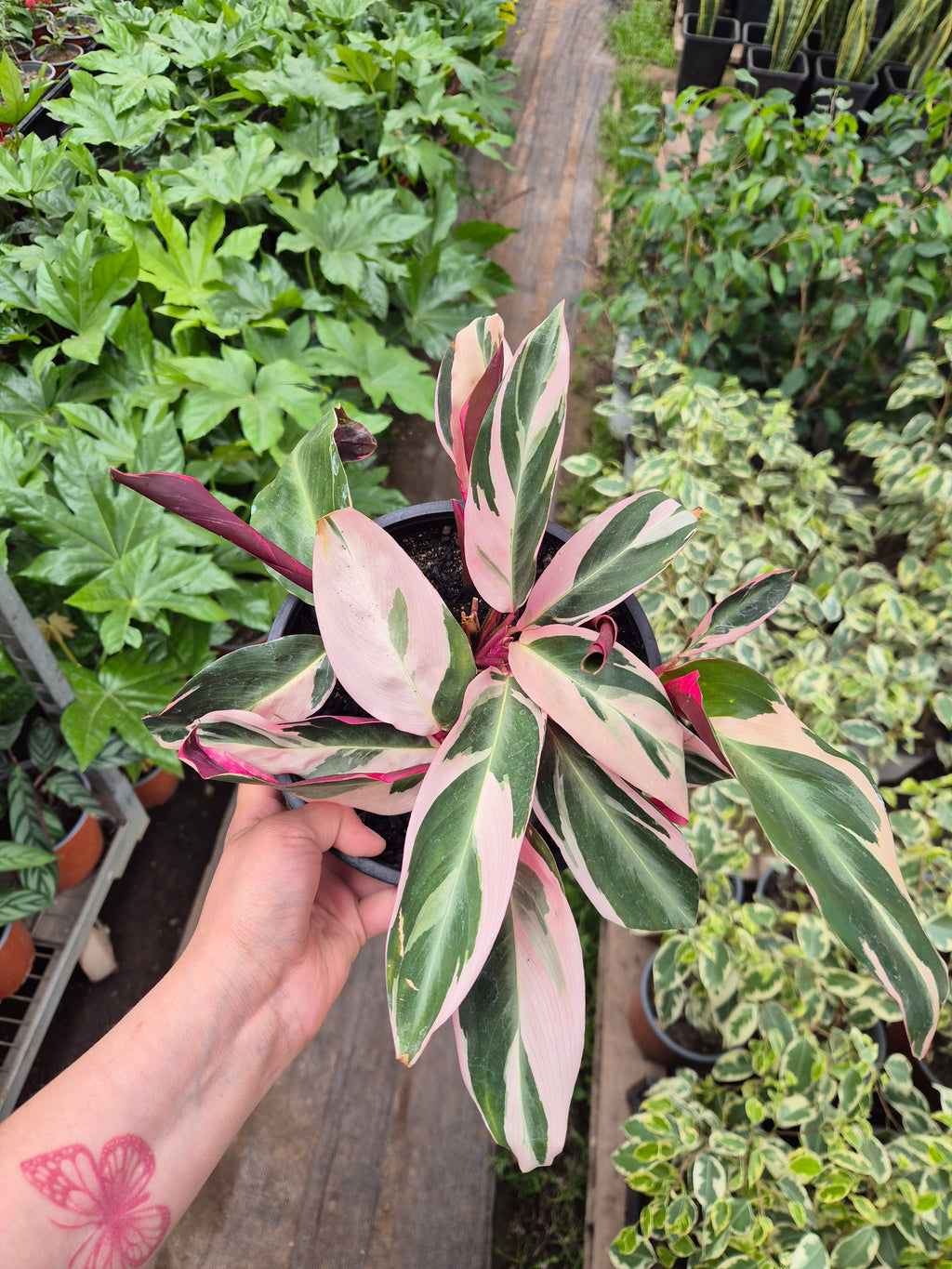 Calathea stromanthe Triostar