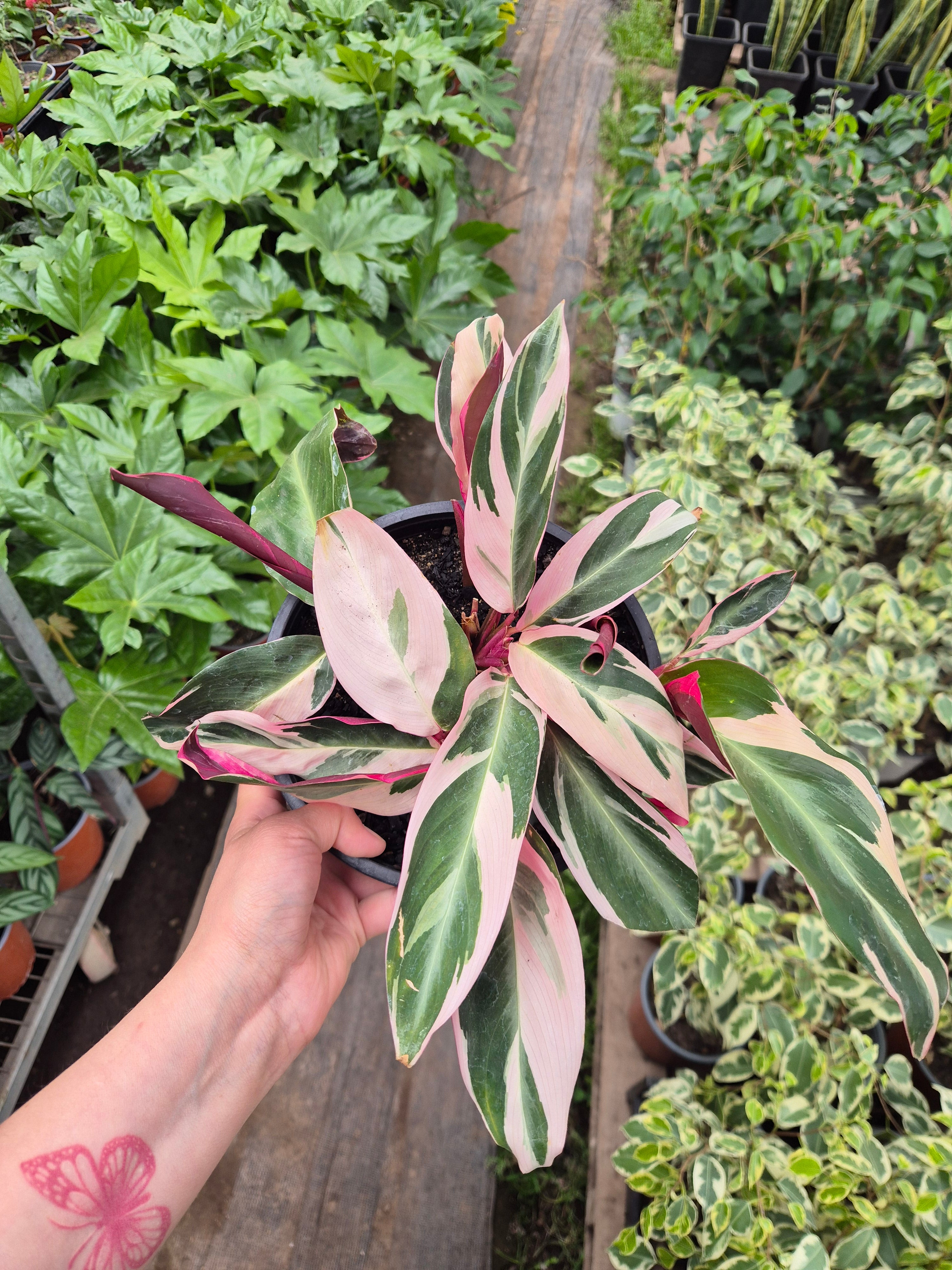 Calathea stromanthe Triostar