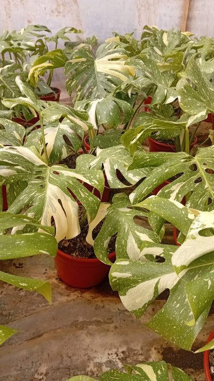 Monstera Thay constellation