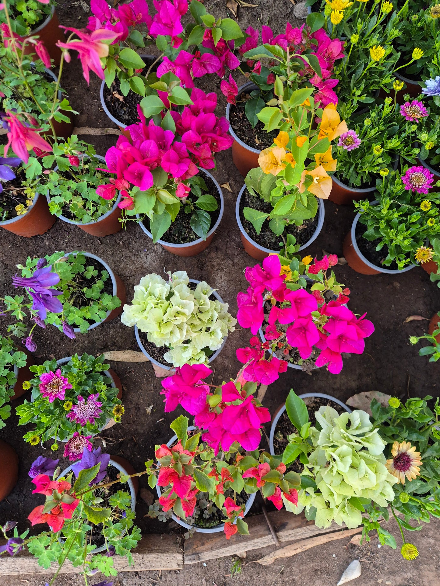 Bugambilia en maceta