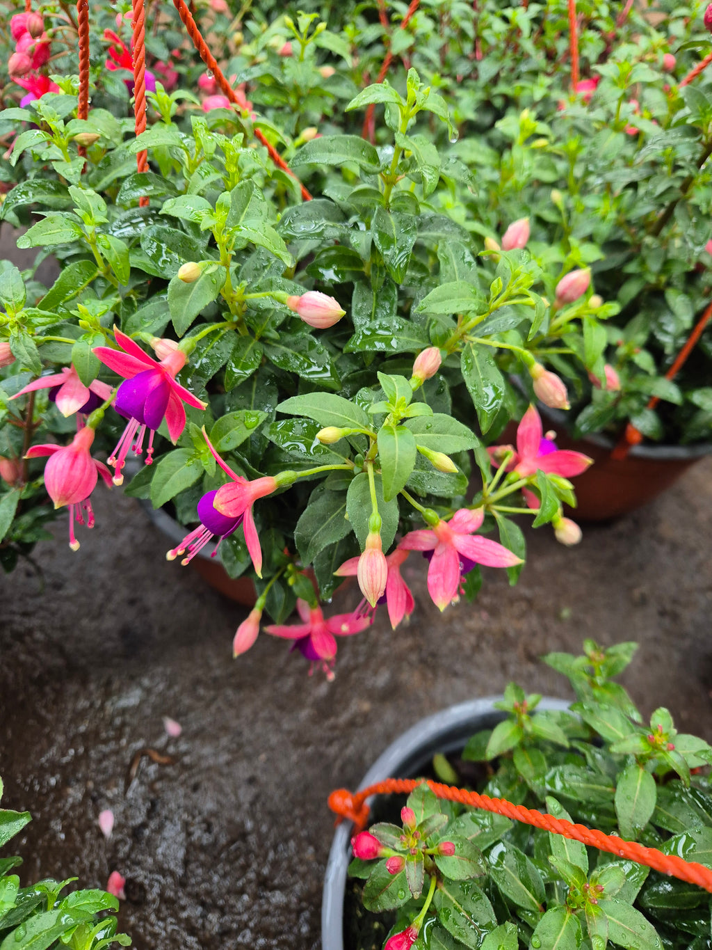 Fucsia bailarina