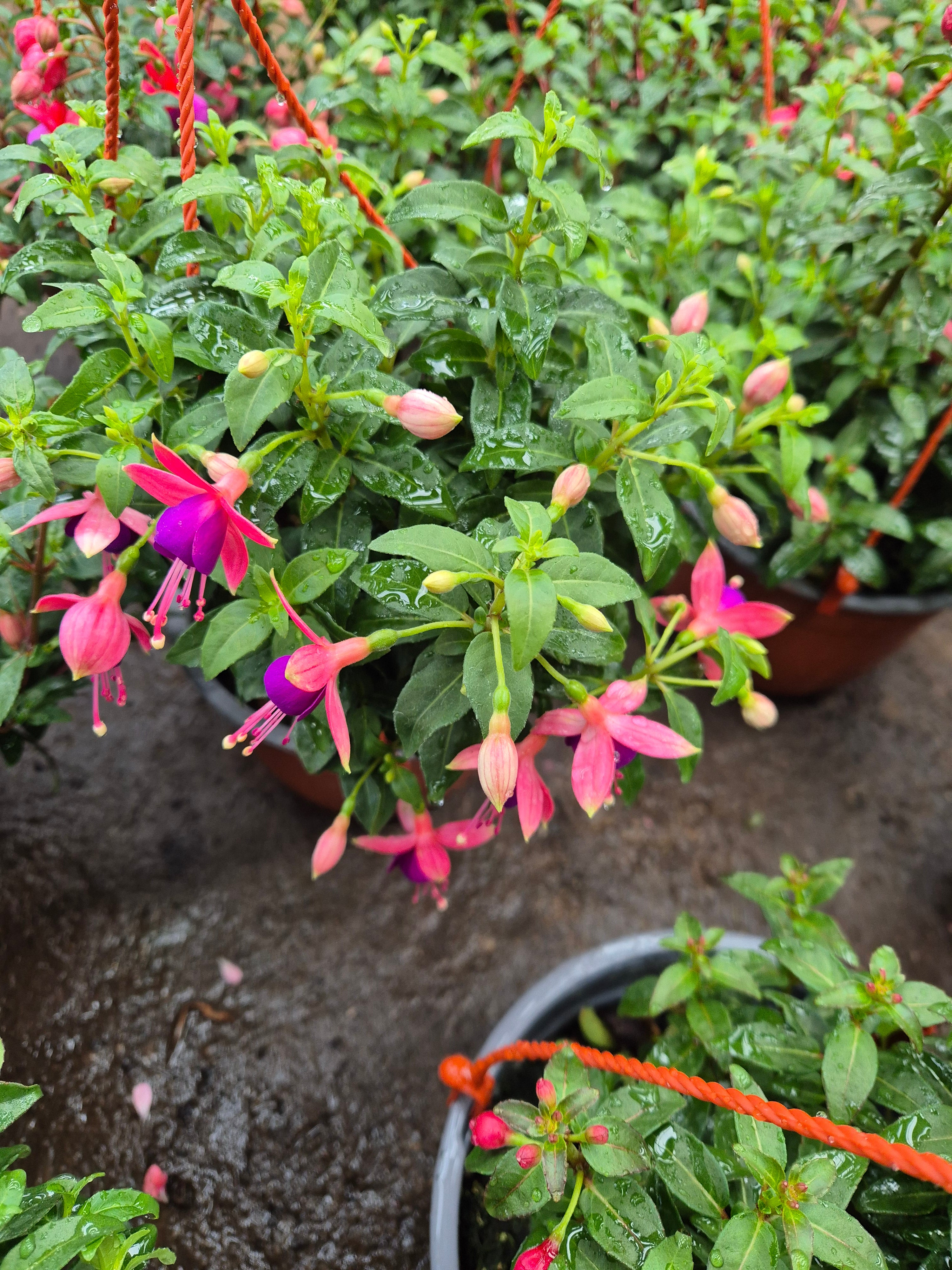 Fucsia bailarina