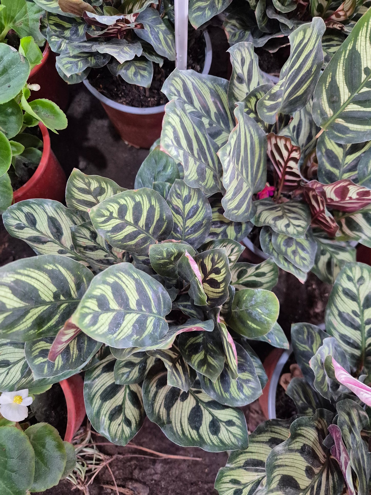 Calathea Makoyana