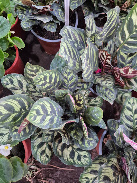 Calathea Makoyana