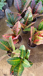Croton