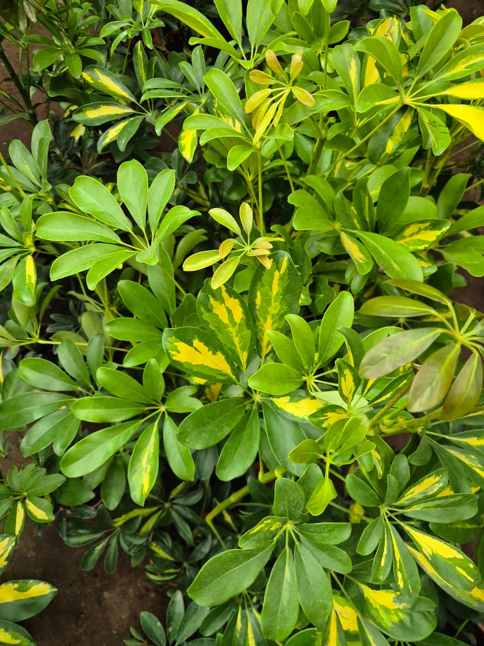Schefflera