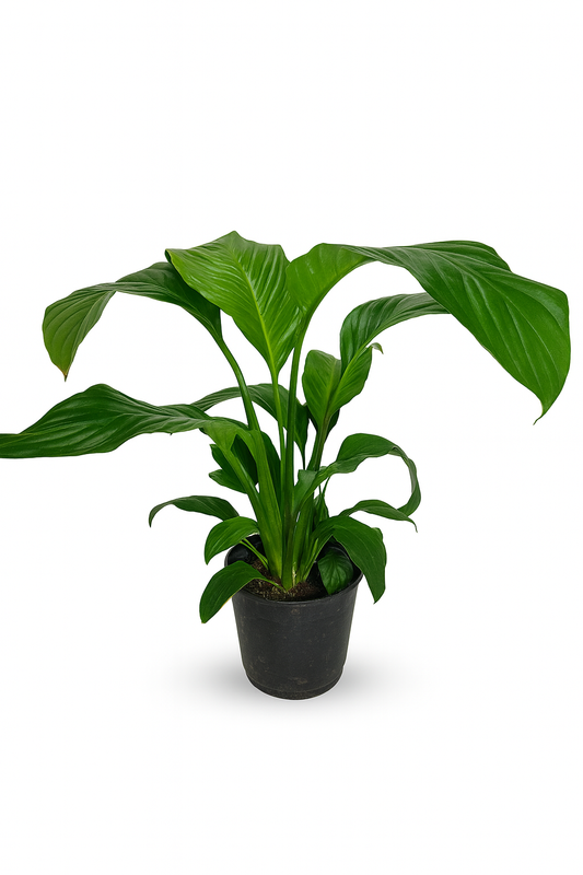 Spatifilium - Cuna de Moisés L