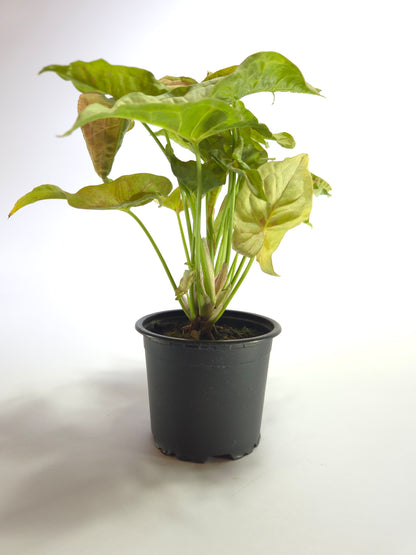 Singonio Confetti grande