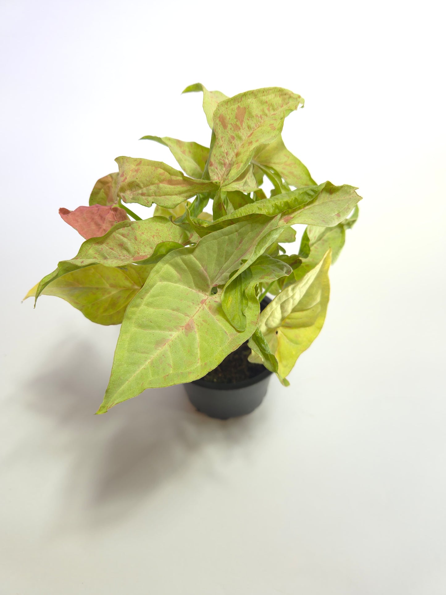 Singonio Confetti grande